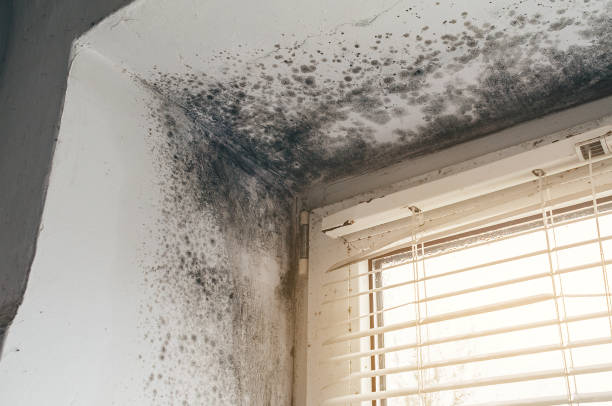 Affordable Mold Cleanup solutions in Sunbury, NC